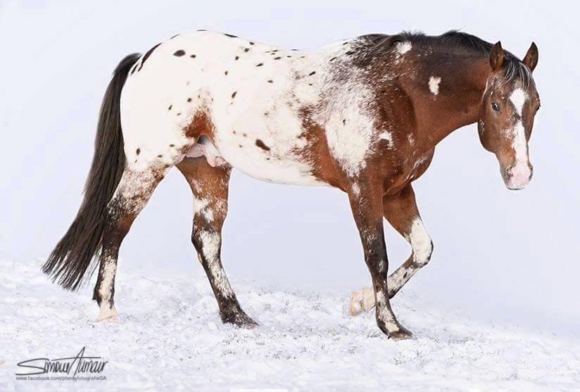 Appaloosa Stallion